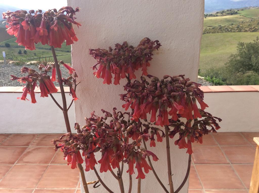 Ferienwohnung Casa Al Cerro Alora Exterior foto